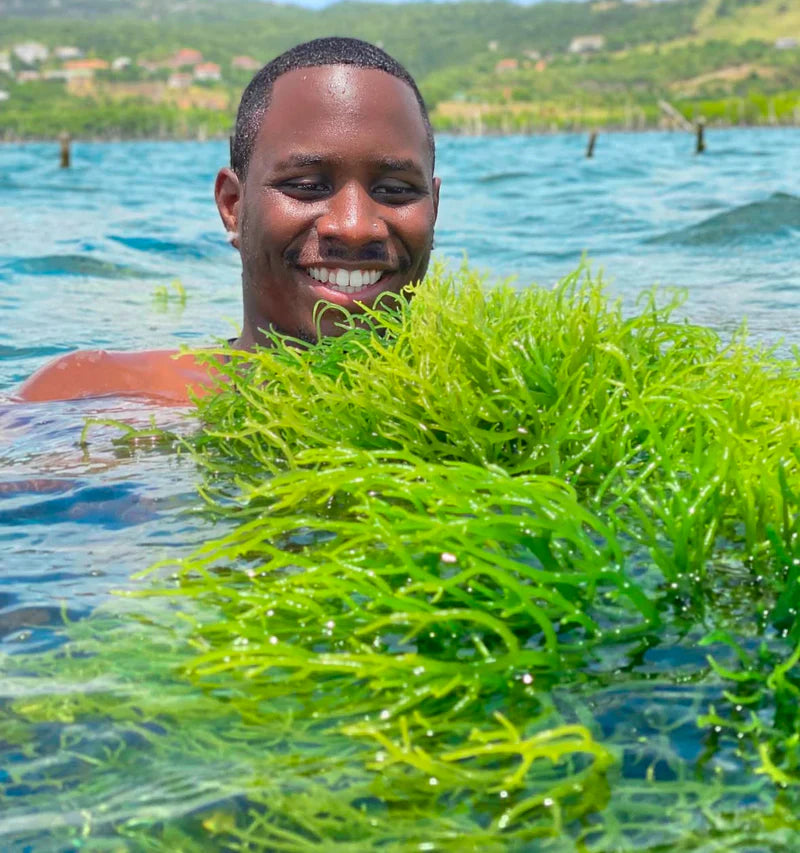 Bio-Fermented Sea Moss On the Go